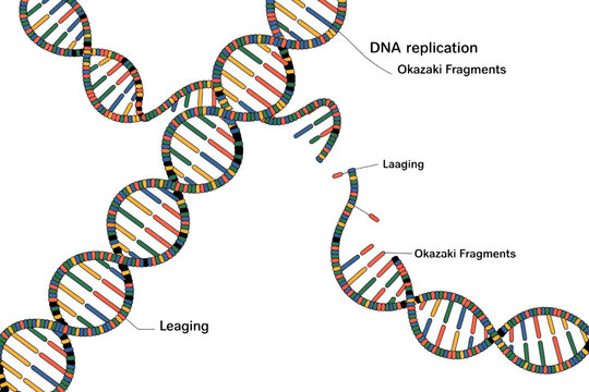 DNA replication process with Okazaki fragments and leading strands
