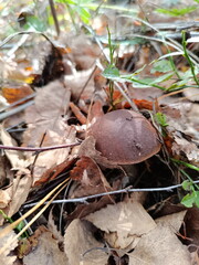 Close up of a brown mushroom growing on the forest floor. Wild fungus surrounded by dry fallen leaves and pine needles