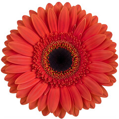Vibrant orange gerbera daisy flower isolated on transparent background