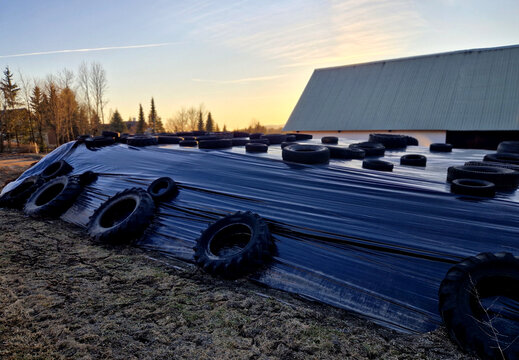 silage bunker pit or clamp. vital part of modern farming, essentially acting as giant pickling station for animal feed. ​Farmer preserve green foliage crops can feed their livestock cattle or sheep 