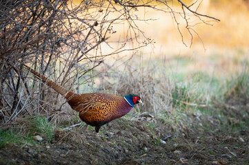 Fototapeta premium Ring necked pheasant male bird walks out of a bush