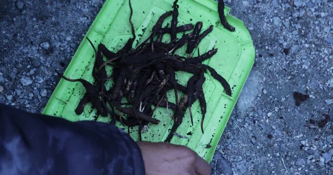 Chinese Caterpillar Fungus in China