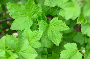 Vibrant Green Foliage of currant leaves Close-up