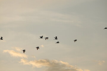 Obraz premium A group of white egrets flying in formation. This is a high-quality wildlife photograph capturing the migration of birds through a serene sky.