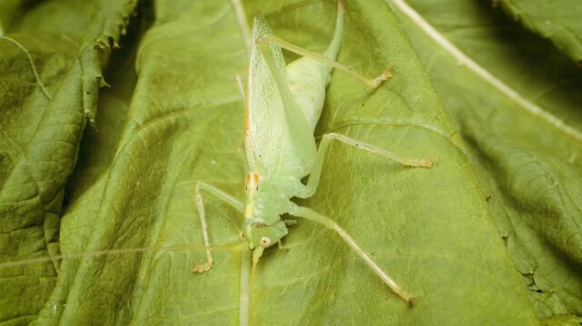 Oak bush-cricket (Meconema thalassinum)  close up on green leaf.