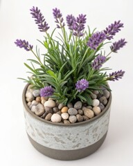 Obraz premium Captivating closeup of potted lavender with decorative pebbles indoor garden setting serene home decor nature's beauty