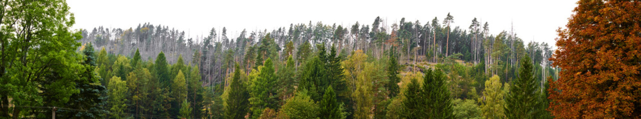 Naklejka premium forest trees landscape with autumnal colored wood trees in untouched natural condition, panoramic view isolated on white or transparent png