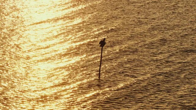 Bassin d'Arcachon, Gironde, Nouvelle-Aquitaine, France, oiseau sur un poteau dans les pr&eacute;s-sal&eacute;s de la teste de buch
