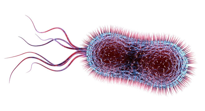 Microscopic 3 D rendering of a ciliate protozoan with hairlike cilia and flagella