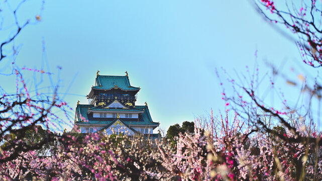 梅林から望む天守閣