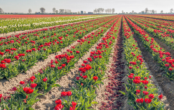 Red colored flowering tulips in long rows in the field of a specialized Dutch flower bulb grower in the province of South Holland. The backlit photo was taken on a sunny spring day.