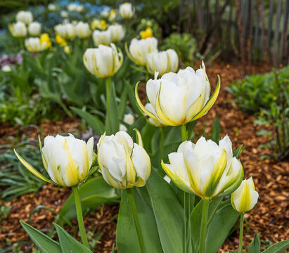 Double white flowering tulips in the home garden.