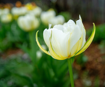 Double white flowering tulips in the home garden.