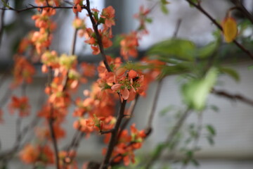 Chinese quince flowers, Chaenomeles speciosa, tree.
