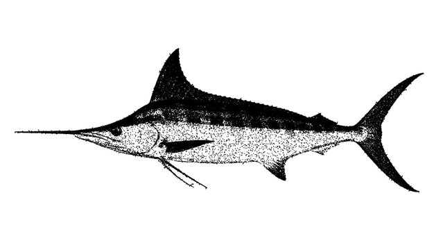 Black and white marlin illustration isolated with clipping path.