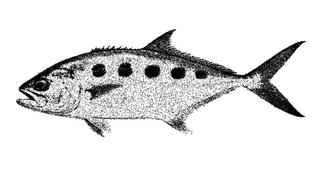 Black and white queenfish illustration isolated with clipping path.