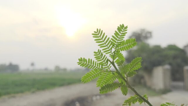 Acacia arabica (Lam) leaves with sunlight.