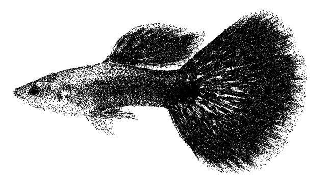 Black and white guppy fish illustration isolated with clipping path.