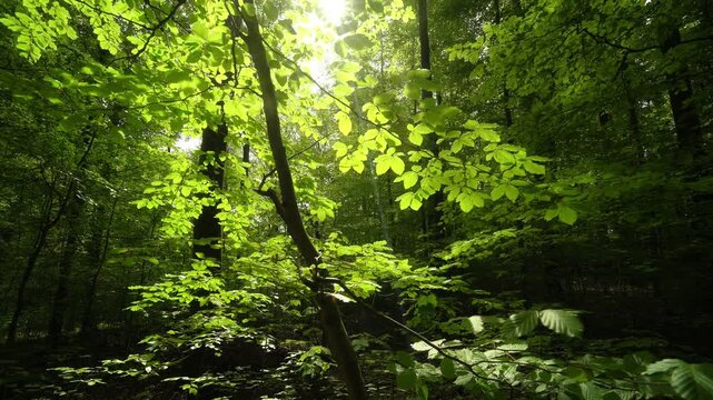The leaves of a small beech tree in a lush forest illuminated by a ray of sunlight and standing out from the shadowy background 