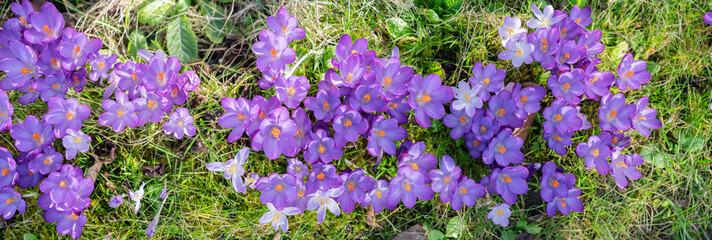 Panorama lila Krokusse auf Wiese © SteveMC