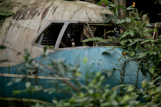 crashed plane in jungle
