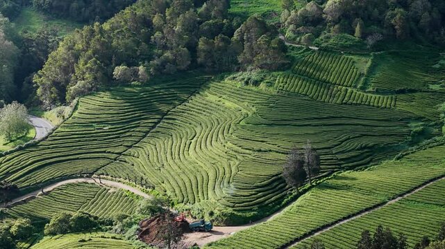 Green hillside tea plantations arranged in curved and parallel lines on Sao Miguel Island, Azores, drone
