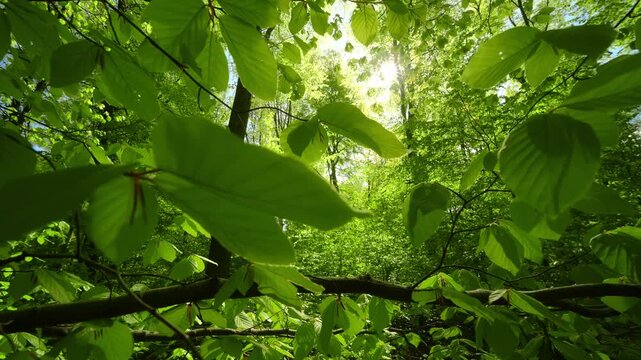 The bright sun illuminating the lush green beech tree leaves in the forest, with slow movement