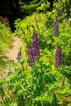 Wild lupins growing in rural Prince Edward island, Canada.