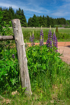 Wild lupins growing in rural Prince Edward island, Canada.