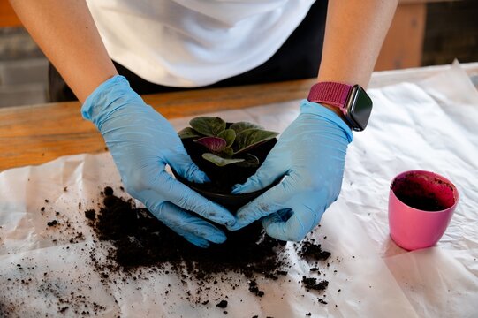 Caring for a plant by repotting it with soil at a workspace during the day