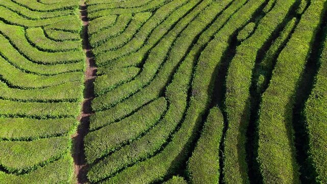 Aerial top down of tea plantations rows on Sao Miguel Island, Azores, drone footage