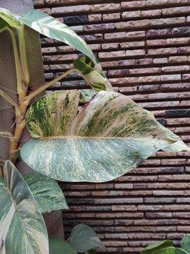 Centipede tongavine, Marble queen pothos, Pothos, Pothos dor&eacute;, Polypode austral, Pothos Happy Leaf,  Jib&oacute;ia verde, Filodendro white, Bejuco de agua, Epipremnum pinnatum, Araceae