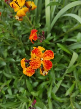 Aegean wallflower, Cheir's Erysimum, Erysimum &times; cheiri, Brassicaceae