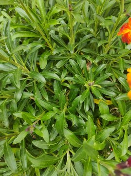 Aegean wallflower, Cheir's Erysimum, Erysimum &times; cheiri, Brassicaceae