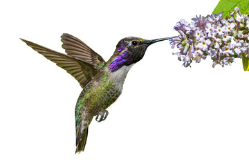 Fototapeta premium Costa's Hummingbird (Calypye costae) Photo, in Flight, Feeding on Butterfly Bush (Buddleja davidii) Blooms, on a Transparent Isolated PNG Background