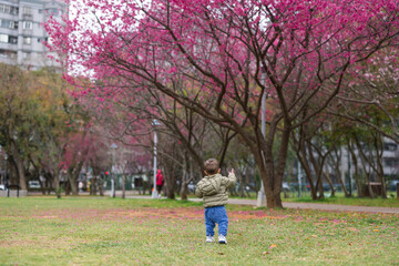 Fototapeta premium Baby enjoying spring day under Sakura trees park