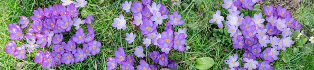 Panorama verschiedene lila Krokusse © SteveMC