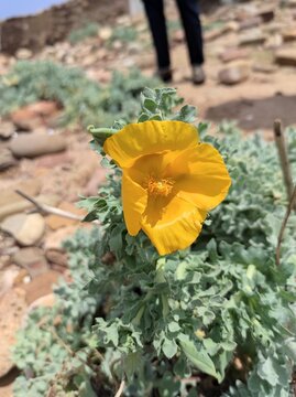 Beach Poppy, Yellow Horned Poppy, Blackspot Hornpoppy, Glauci&egrave;re jaune, Pavot jaune des sables, Pavot cornu - Glaucium flavum - Papaveraceae, Papav&eacute;rac&eacute;es