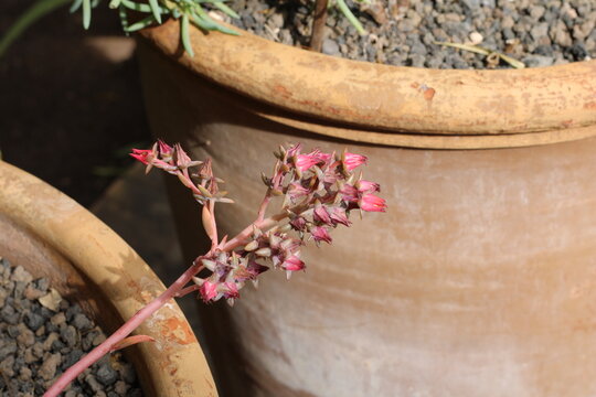 Paraguay Ghostplant, Orpin du Paraguay, Graptopetalum paraguayense, Crassulaceae