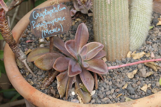 Paraguay Ghostplant, Orpin du Paraguay, Graptopetalum paraguayense, Crassulaceae