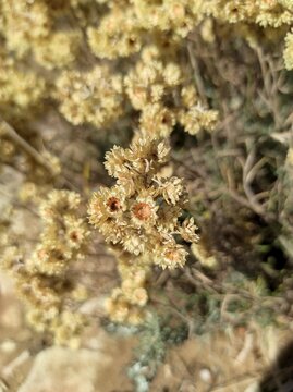 Goldilocks, Golden Cassidony, Immortelle jaune, Helichrysum stoechas, Asteraceae