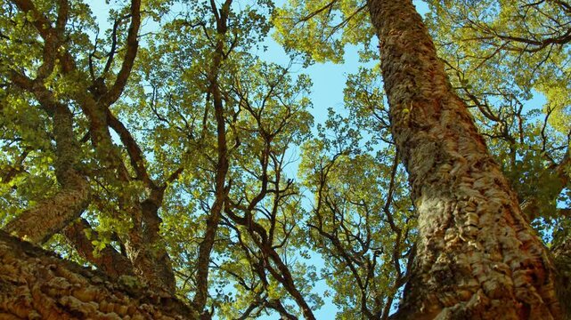 Big beautiful tree with a long branches. Sunlight shines through the branches of tree against blue sky. Beautiful wild nature. Low angle view to the tree trunk with textured bark.