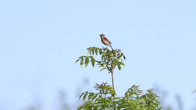 Female European Stonechat (Saxicola rubicola) on young tree top against blue sky, flying away
