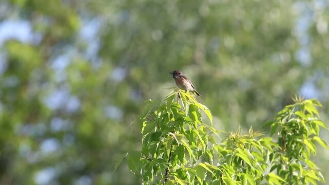 Female European Stonechat (Saxicola rubicola) perched on top of young tree, chirping and fly away