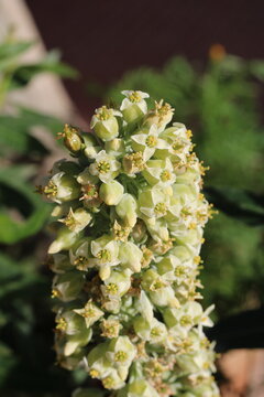 Millot kalanchoe, Paddle plant, Flap Jacks, Kalanchoe luciae, Crassulaceae