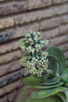 Millot kalanchoe, Paddle plant, Flap Jacks, Kalanchoe luciae, Crassulaceae