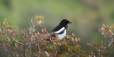 Obraz premium European magpie bird perched on bush branch