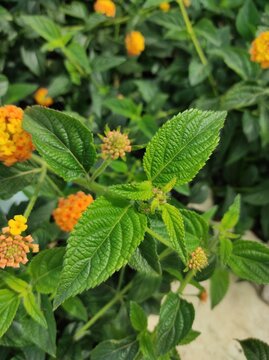 Wild sage, lantanier, camara commun, Lantanier, Galabert, Wandelroschen, Sucamillo donevai, Cambara verdadeiro, Bandera espanola, Lantana camara, Verbenaceae