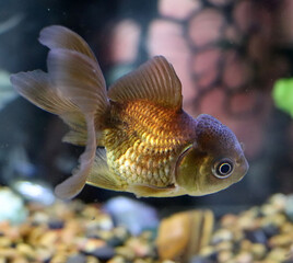 Obraz premium Golden brown fancy goldfish swimming above colorful aquarium gravel