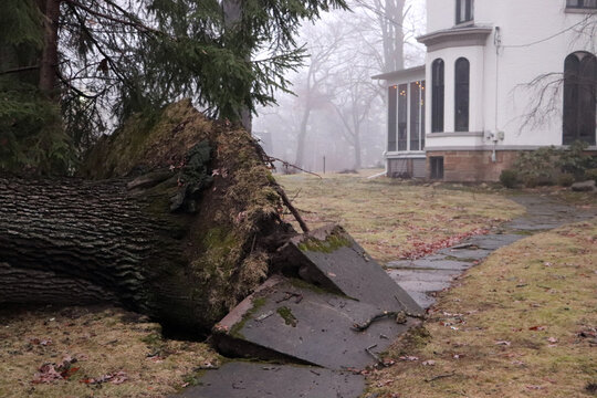 Large uprooted tree root ball exposed after rain-saturated ground collapse